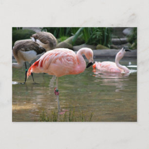Chilean Flamingo Postkarte