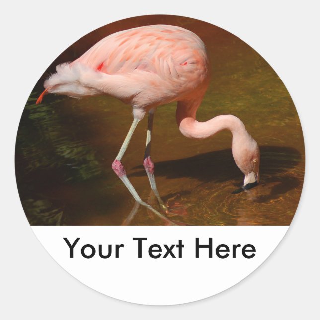 Chilean Flamingo Wildlife Runder Aufkleber (Vorderseite)