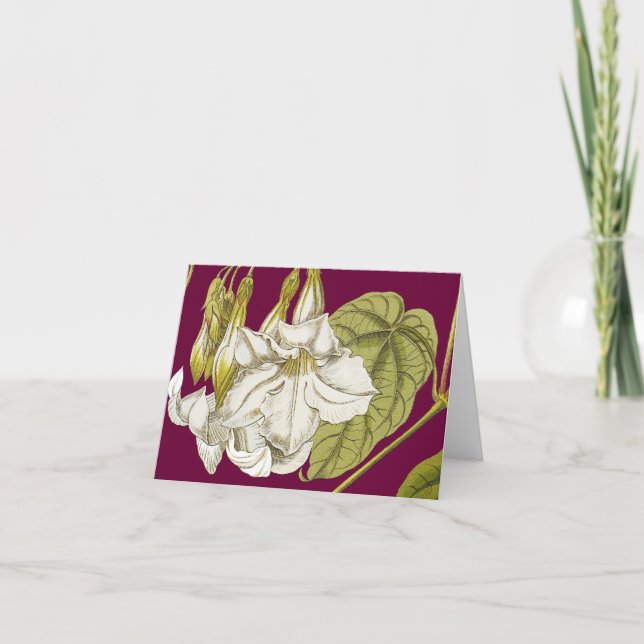 Chilean Mountain Jasmine Note Card Karte (Vorderseite)