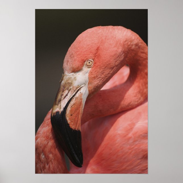 Chilenische Flamingo, Phoenicopterus chilensis Poster (Vorne)