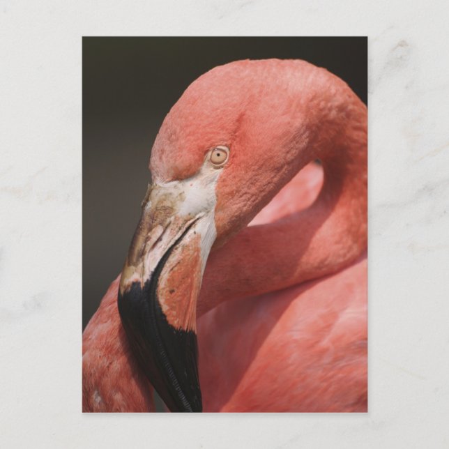Chilenische Flamingo, Phoenicopterus chilensis Postkarte (Vorderseite)