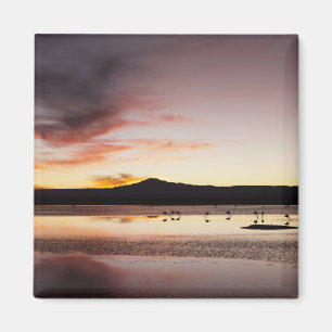 Chilenischer Flamingo Magnet