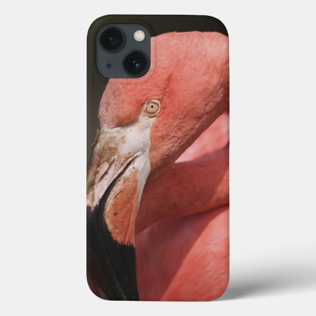 Chilenischer Flamingo, Phoenicopterus chilensis Case-Mate iPhone Hülle (Rückseite)