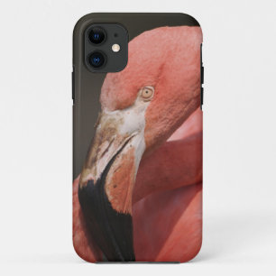 Chilenischer Flamingo, Phoenicopterus chilensis title_seo2