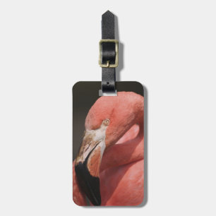 Chilenischer Flamingo, Phoenicopterus chilensis Gepäckanhänger