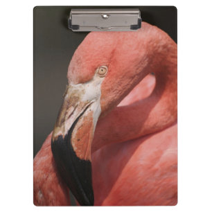 Chilenischer Flamingo, Phoenicopterus chilensis Klemmbrett