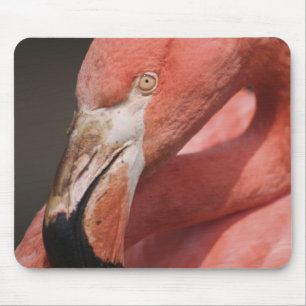Chilenischer Flamingo, Phoenicopterus chilensis Mousepad