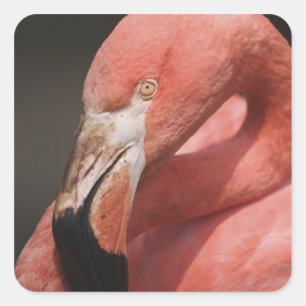 Chilenischer Flamingo, Phoenicopterus chilensis Quadratischer Aufkleber