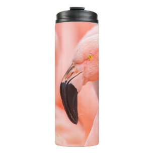 Chilenischer Flamingo (Phoenicopterus chilensis), Thermosbecher
