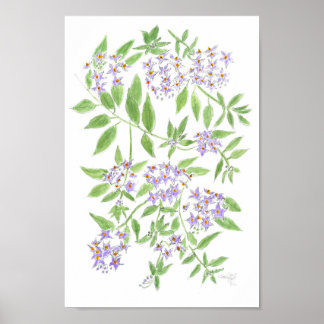 Chilenischer Kartoffelbaum-Kissen Poster