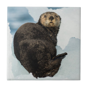Chilenischer Otter Fliese