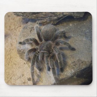 Chilenischer Rosen-HaarTarantula Mousepad