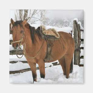 Chilenisches Pferd ausgestattet mit traditionellem Magnet