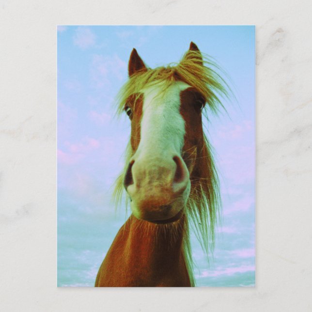 Chili Postkarte (Vorderseite)