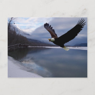 Chilkat Eagle Preserve Postcard Postkarte