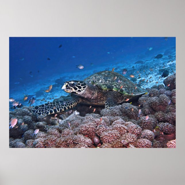 Chill Hawksbill Poster (Vorne)