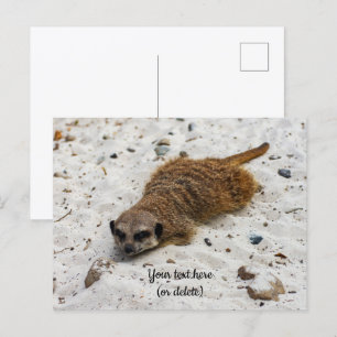 Chillin'-Erdmännchen-Postkarte Postkarte