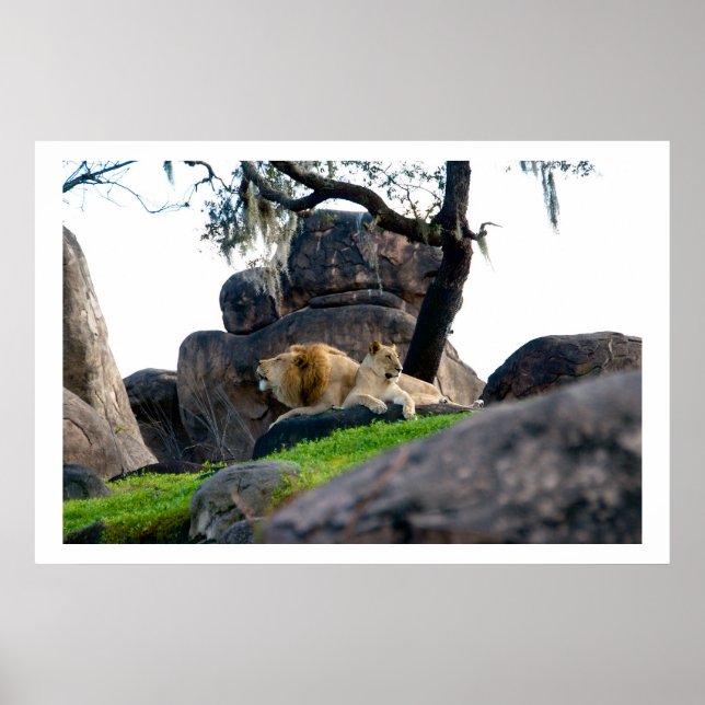 Chillin Poster (Vorne)