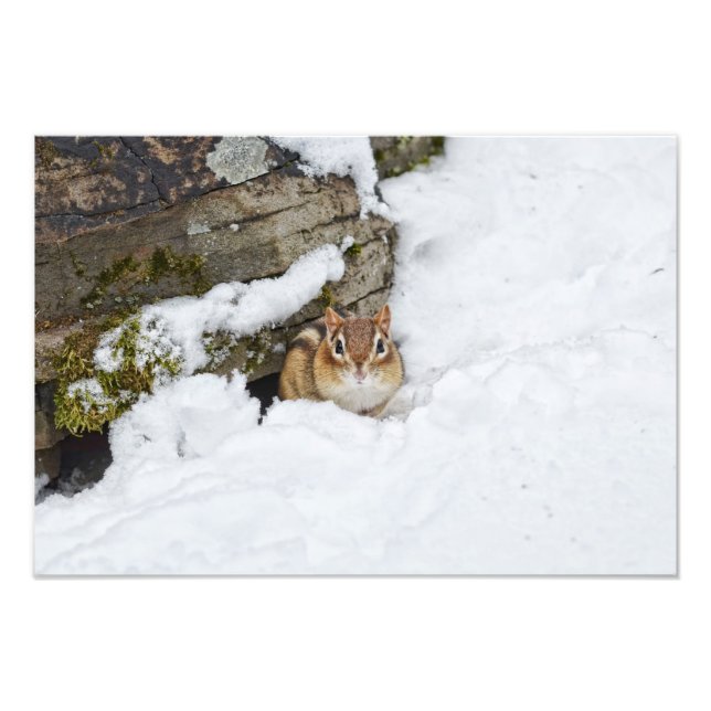 Chilly Little Chipmunk im Schnee Fotodruck (Vorne)