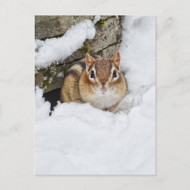 Chilly Little Chipmunk im Schnee Postkarte (Vorderseite)