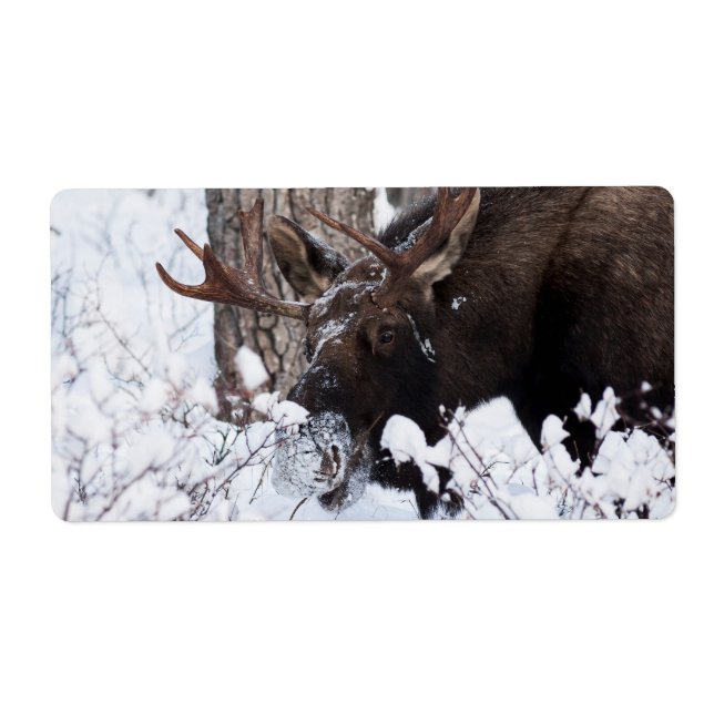Chilly Moose (Vorne)