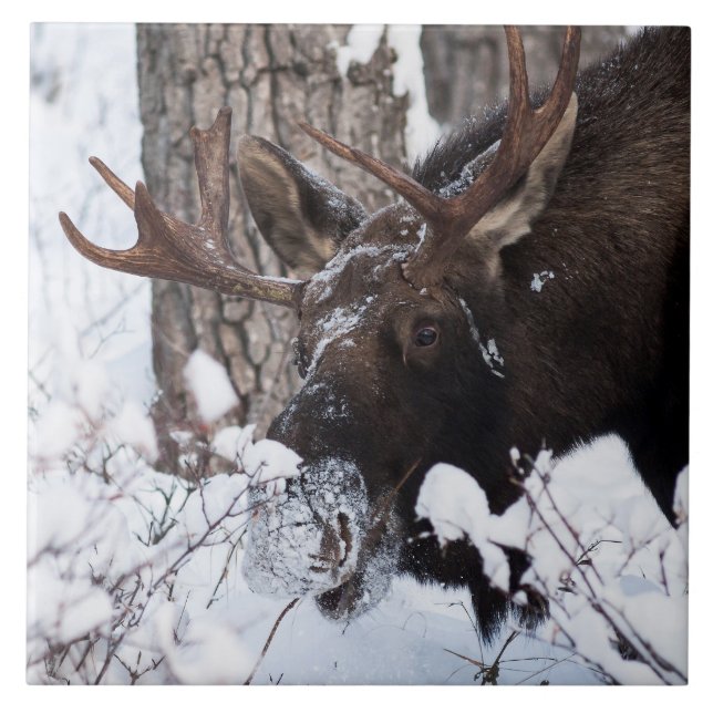 Chilly Moose Fliese (Vorderseite)