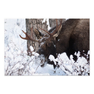 Chilly Moose Fotodruck
