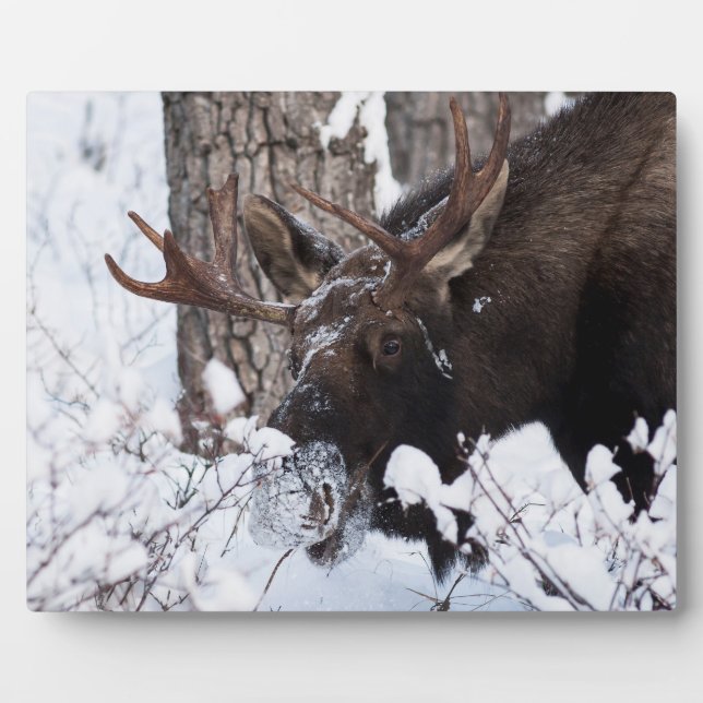 Chilly Moose Fotoplatte (Vorderseite)