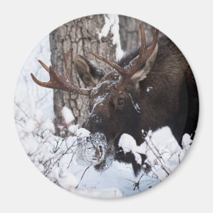 Chilly Moose Magnet