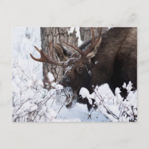Chilly Moose Postkarte