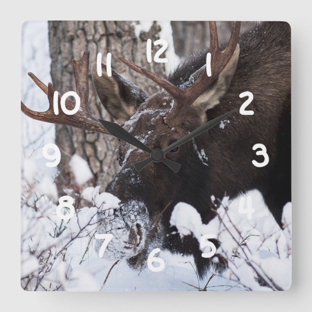 Chilly Moose Quadratische Wanduhr (Vorderseite)