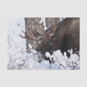 Chilly Moose Seidenpapier
