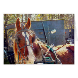 Chilly Morning Amish Horse