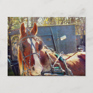 Chilly Morning Amish Horse Postkarte