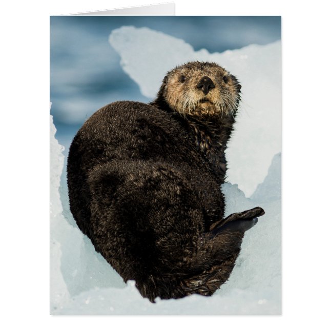Chilly Sea Otter (Vorderseite)