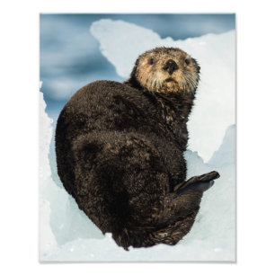 Chilly Sea Otter Fotodruck