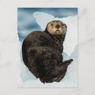 Chilly Sea Otter Postkarte