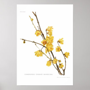 Chimonanthus-Duft Poster