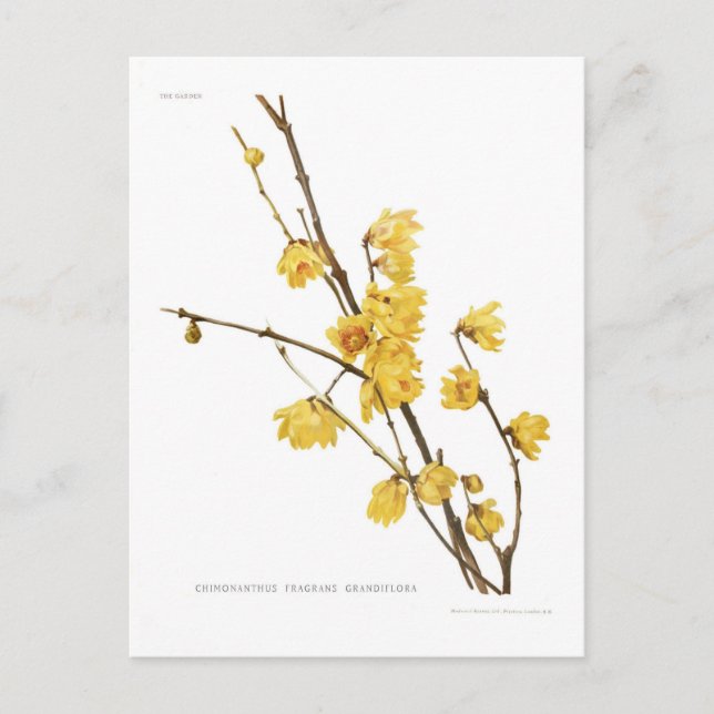 Chimonanthus-Duft Postkarte (Vorderseite)
