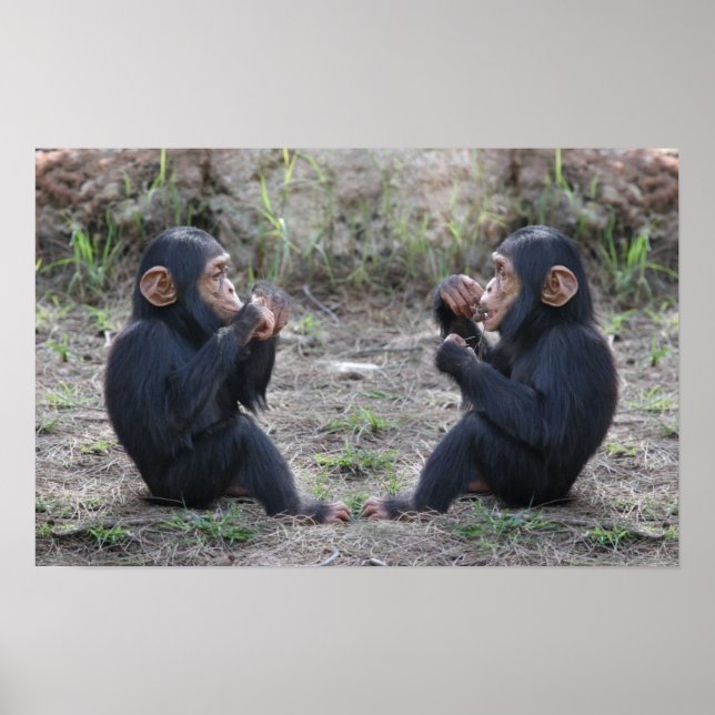 Chimp Chimp Poster (Vorne)