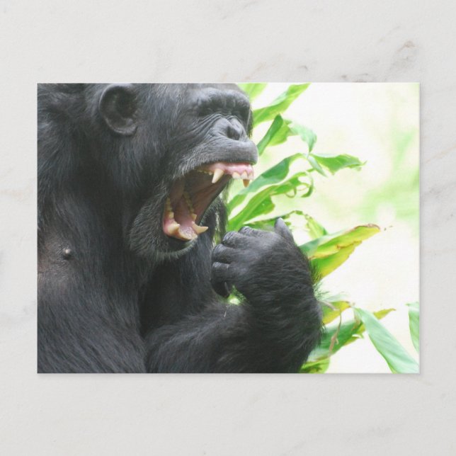 Chimp Fangs Postkarte (Vorderseite)