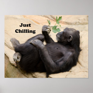 Chimp nur abkühlen poster