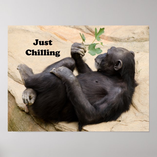 Chimp nur abkühlen poster (Vorne)