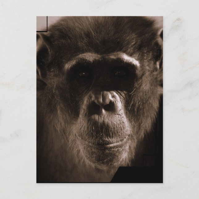 Chimp Postcard Postkarte (Vorderseite)