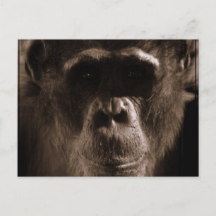 Chimp Postcard Postkarte