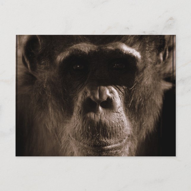 Chimp Postcard Postkarte (Vorderseite)