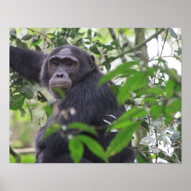 Chimp Poster (Vorne)