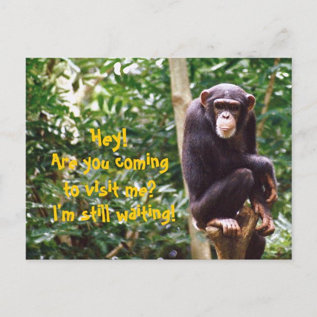 Chimp Spaß Postkarte (Vorderseite)