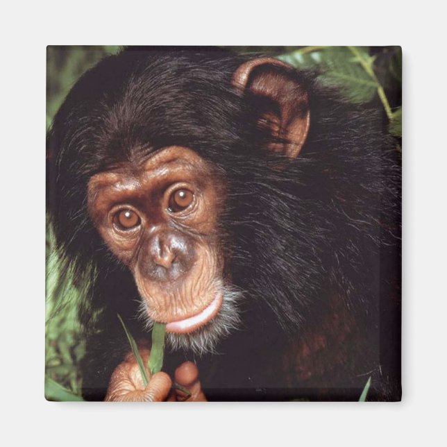 Chimpansee Magnet (Vorne)