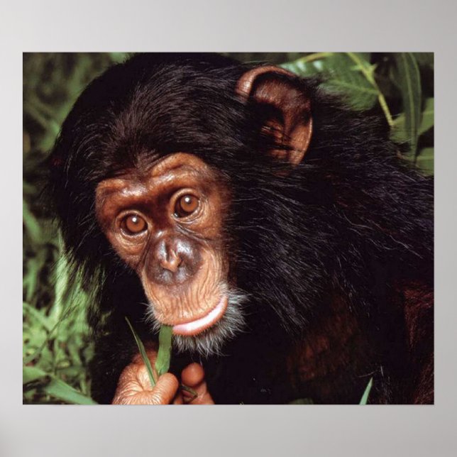 Chimpansee Poster (Vorne)